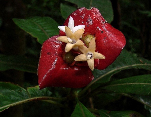 3[-]loài[-]cây[-]thần[-]kỳ[-]biết[-]"bắt[-]chước"[-]con[-]người[-]3